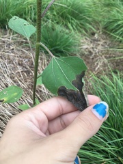 Xylella fastidiosa