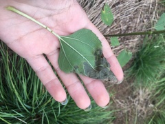 Xylella fastidiosa