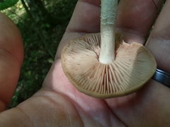 Entolomataceae
