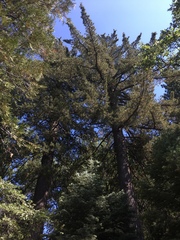 Pinus lambertiana