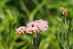 Tessaria absinthioides