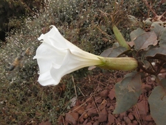 Datura innoxia