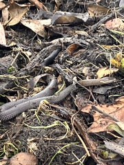 Cacophis squamulosus