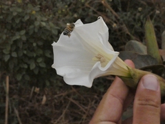 Datura innoxia