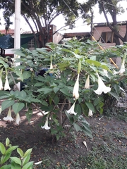 Brugmansia arborea