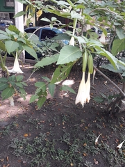 Brugmansia arborea