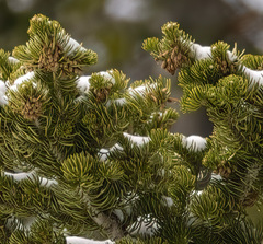 Abies concolor