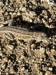 Uta stansburiana elegans