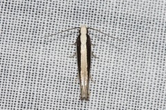 Macrenches eurybatis