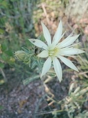 Mentzelia nuda