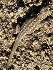 Uta stansburiana elegans