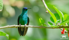 Saucerottia cyanifrons