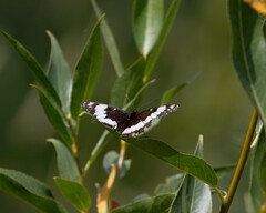 Limenitis weidemeyerii