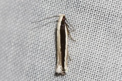 Macrenches eurybatis