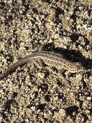 Uta stansburiana elegans