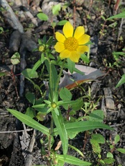 Bidens cernua