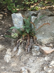 Polystichum imbricans