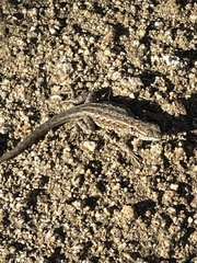 Uta stansburiana elegans