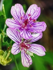 Geranium caespitosum