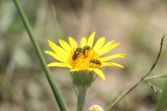 Astylus quadrilineatus