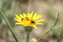 Astylus quadrilineatus