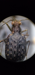 Opisthius richardsoni