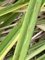Ophiomyia kwansonis
