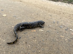 Ambystoma tigrinum