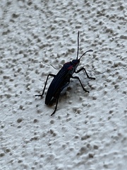 Jadera haematoloma