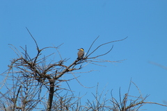 Colaptes campestris campestroides