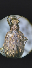 Opisthius richardsoni