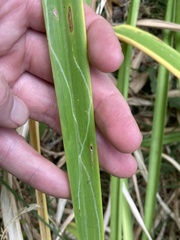 Ophiomyia kwansonis