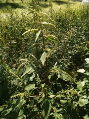 Amaranthus palmeri