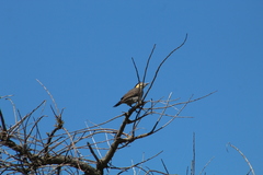 Colaptes campestris campestroides