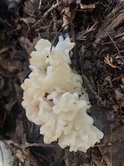 Sebacina sparassoidea