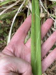 Ophiomyia kwansonis