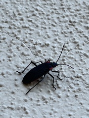 Jadera haematoloma