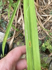Ophiomyia kwansonis