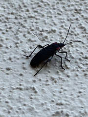 Jadera haematoloma