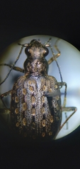 Opisthius richardsoni