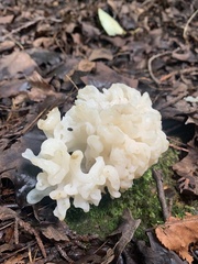 Sebacina sparassoidea