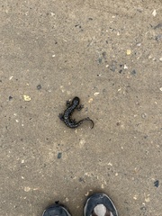 Ambystoma tigrinum