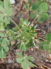 Cleome gynandra