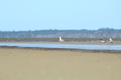 Chroicocephalus cirrocephalus