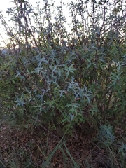 Berberis trifoliolata