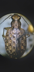 Opisthius richardsoni