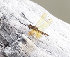 Perithemis domitia