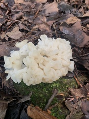 Sebacina sparassoidea