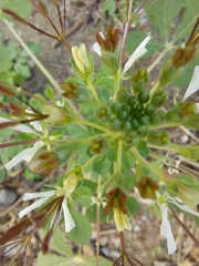 Cleome gynandra