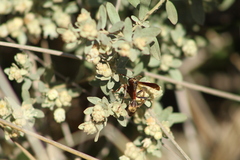 Mischocyttarus drewseni